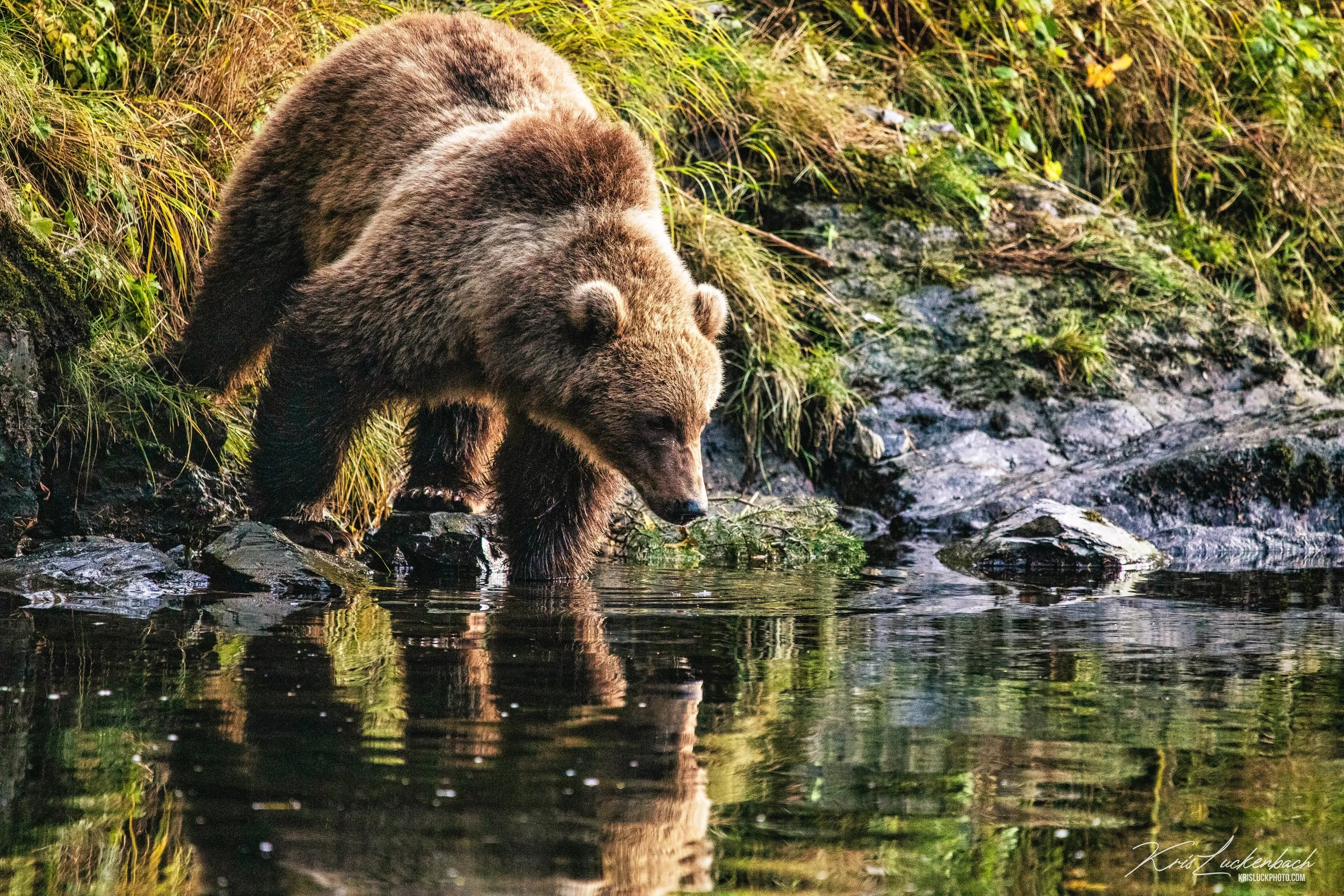 Kodiak Brown Bear Reflection.jpg
