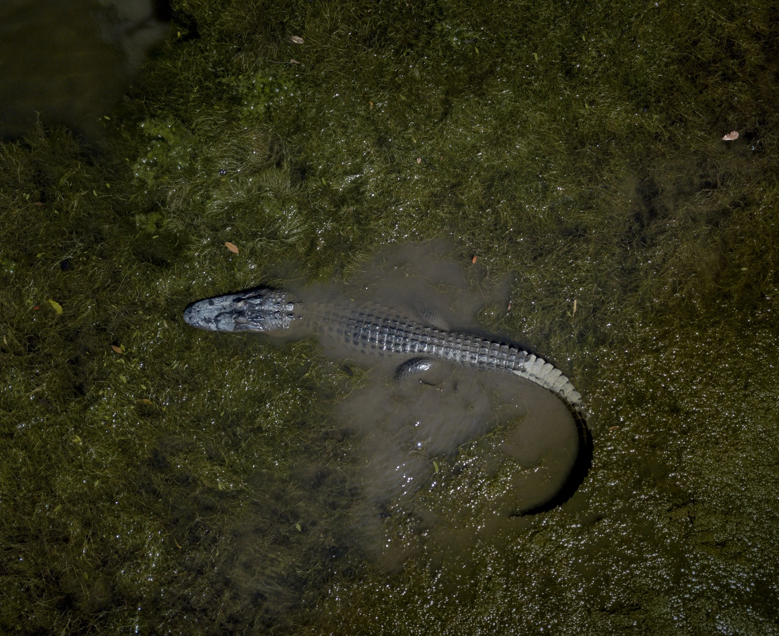American Alligator