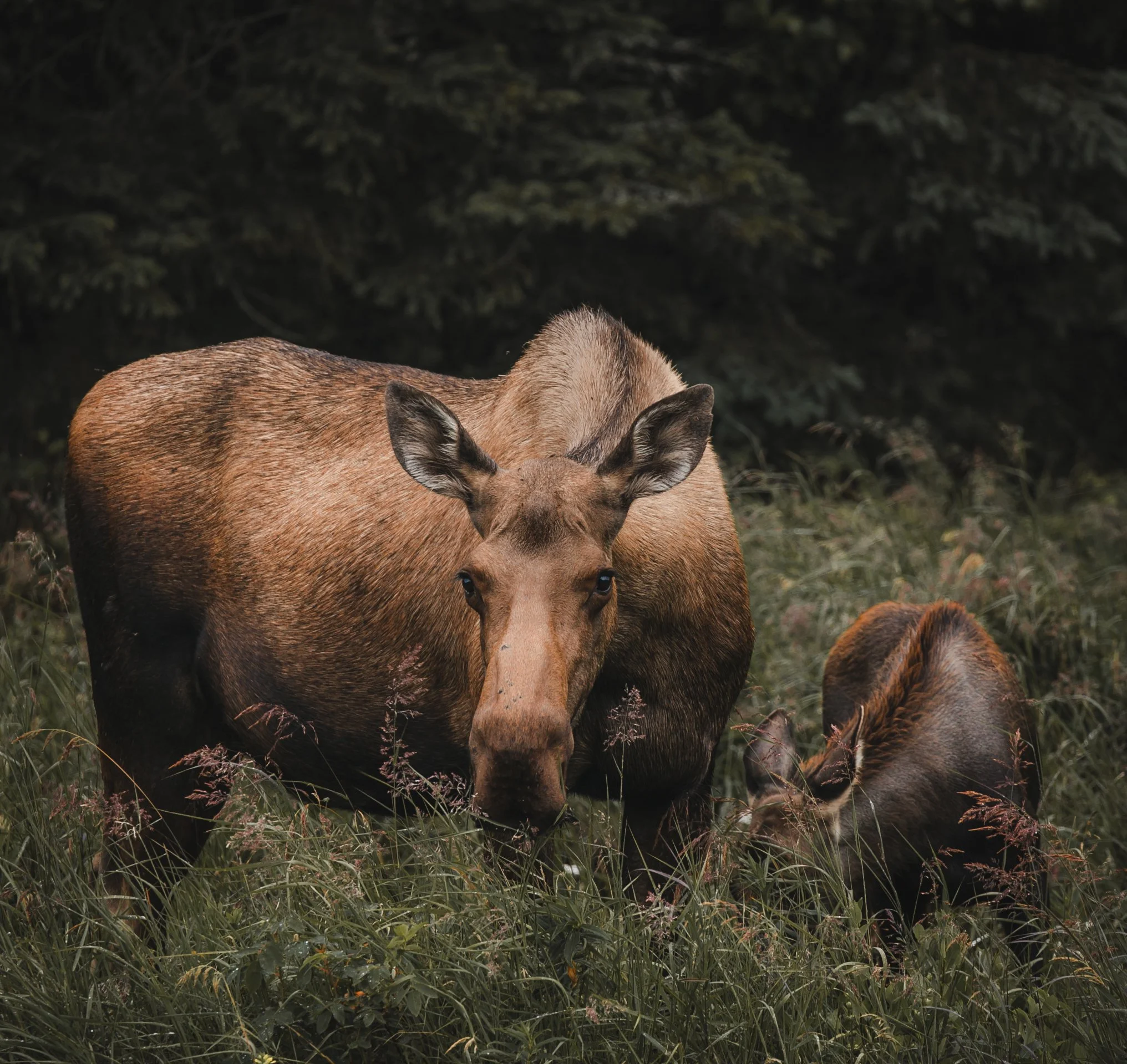 Mother and calf
