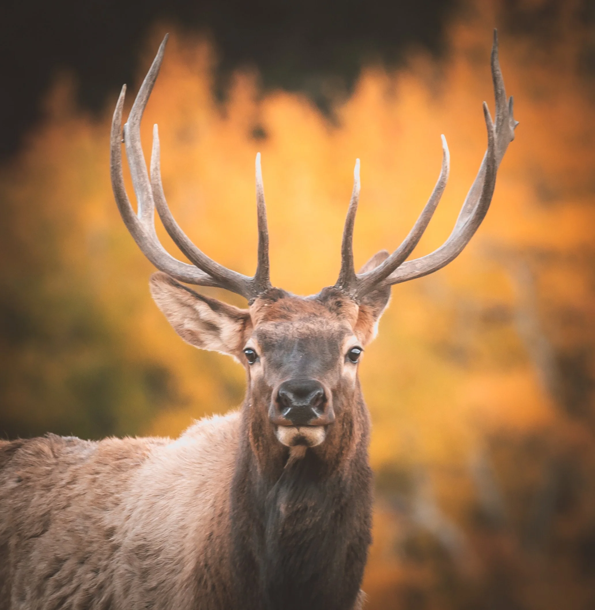 Estes Elk