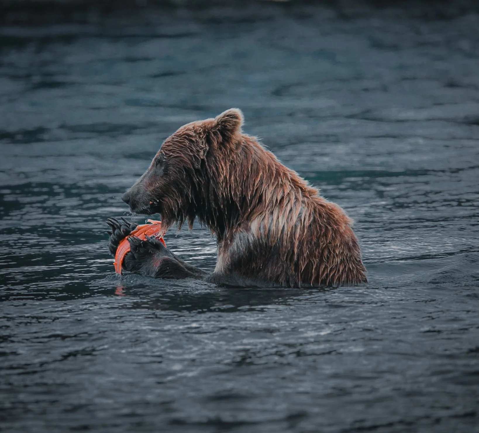 mama bear eating salmon
