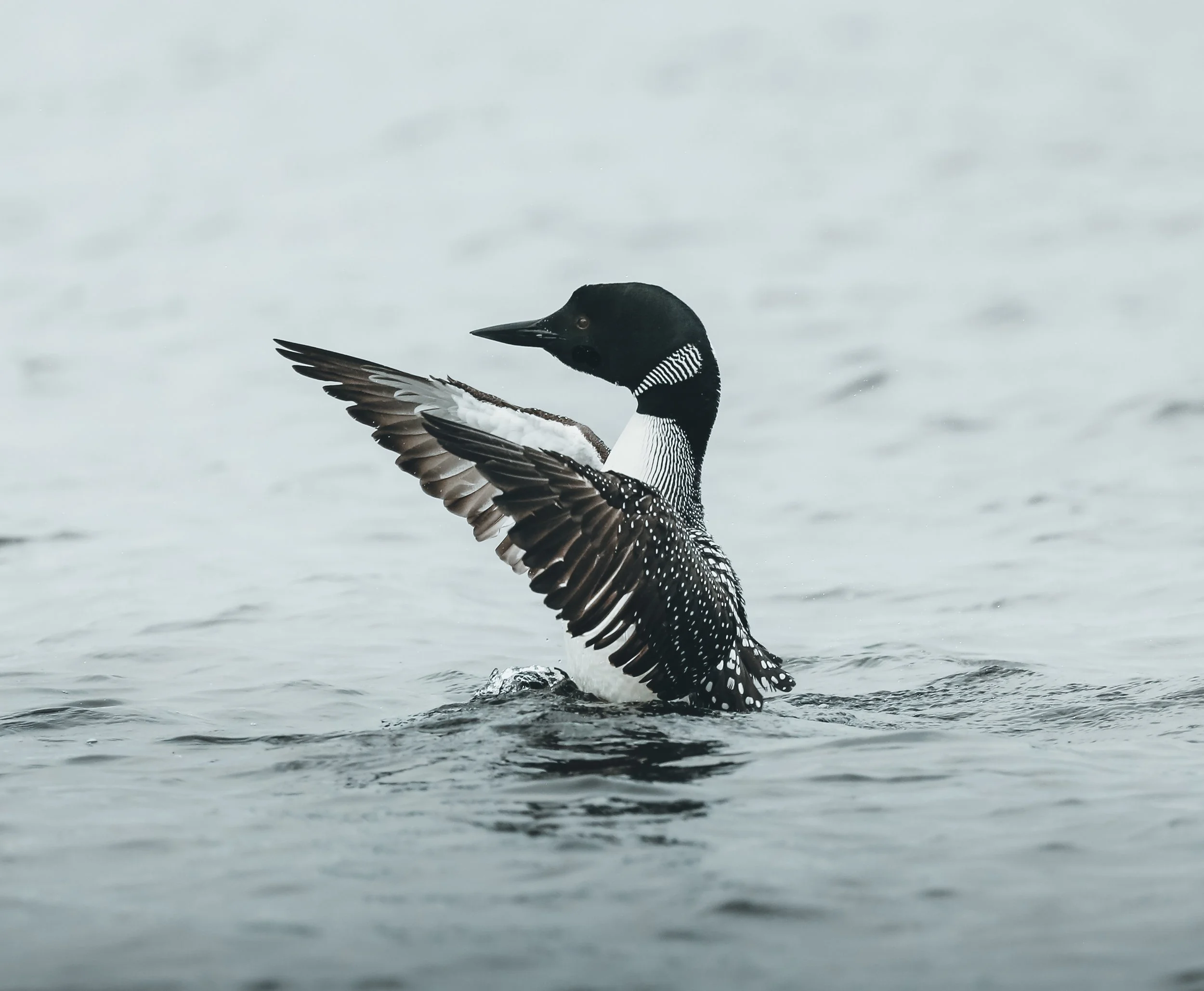 Common Loon