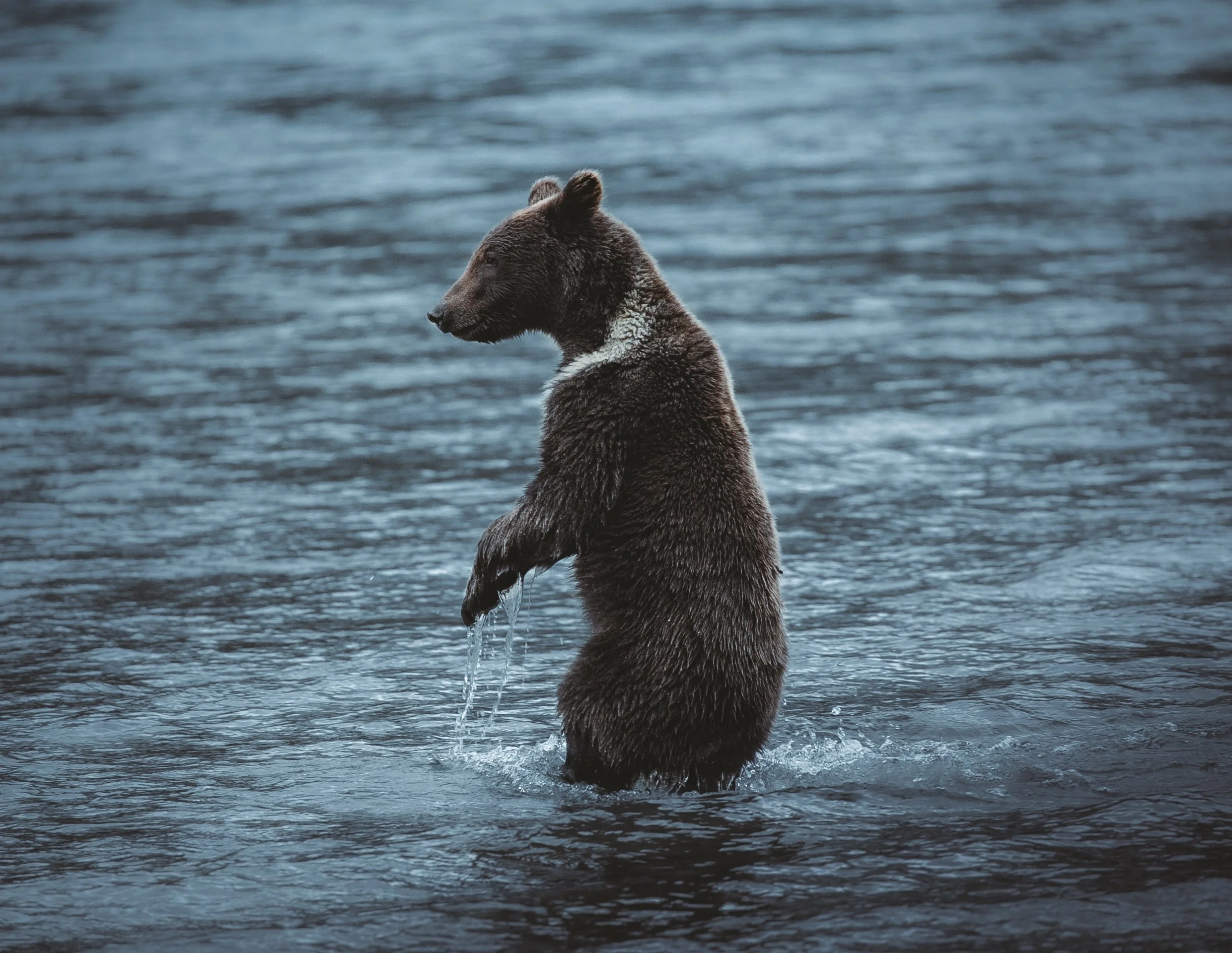 adolescent brown bear 
