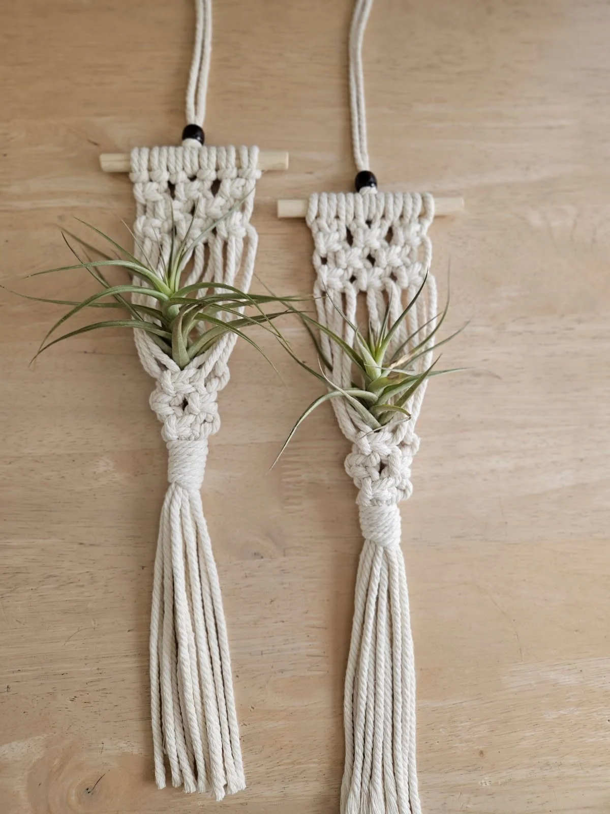 air plant hanger 2.JPG