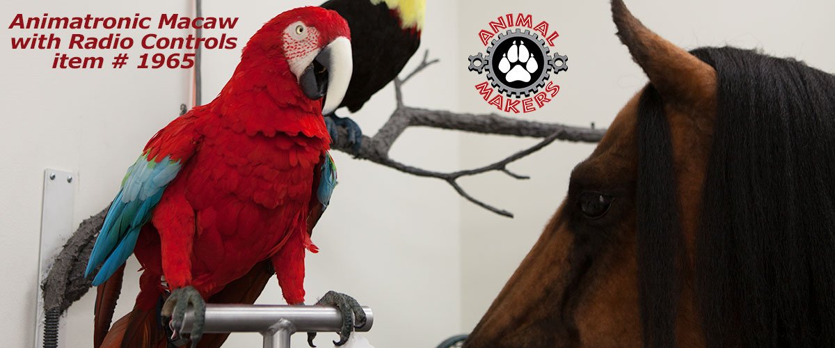 macaw-1965-102.jpg