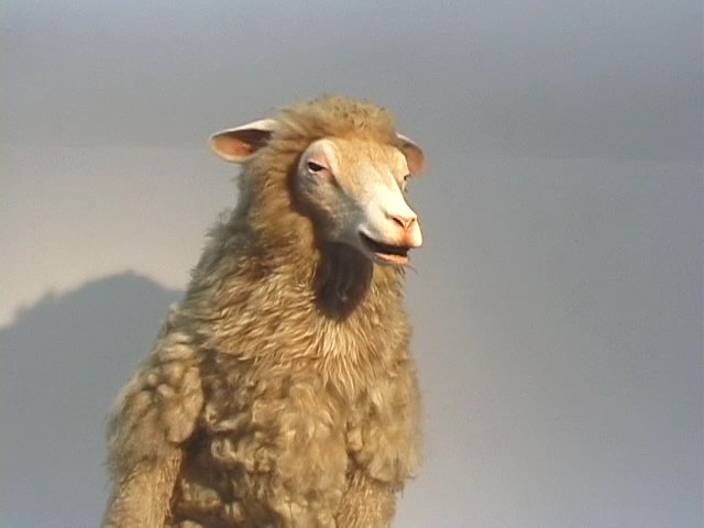 sheep_2200_3.jpg