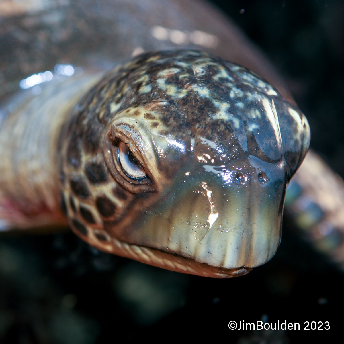 GreenSeaTurtle-SubAdult-AI.jpg