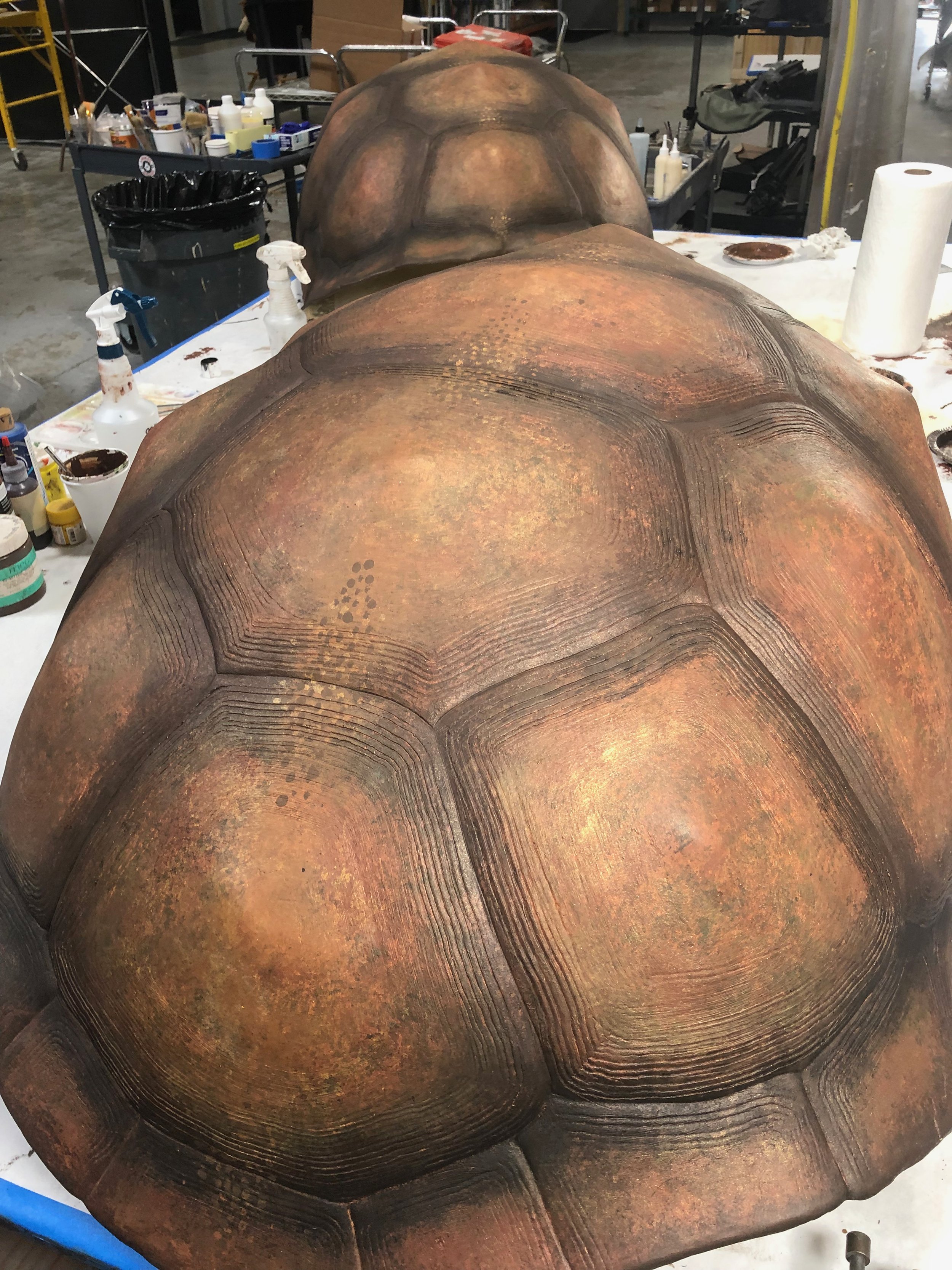 aldabra-tortoise-shells - 3.jpeg