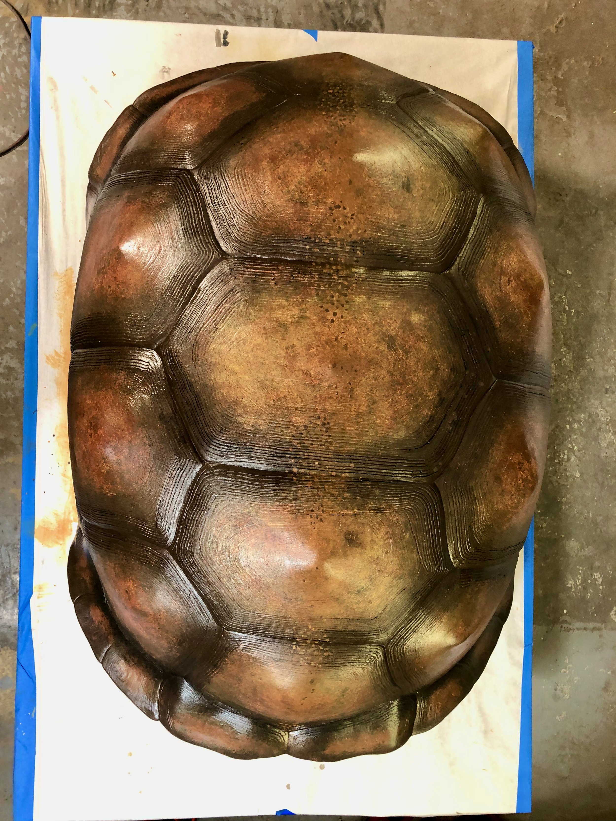 aldabra-tortoise-shell-finished-2 - 1.jpeg