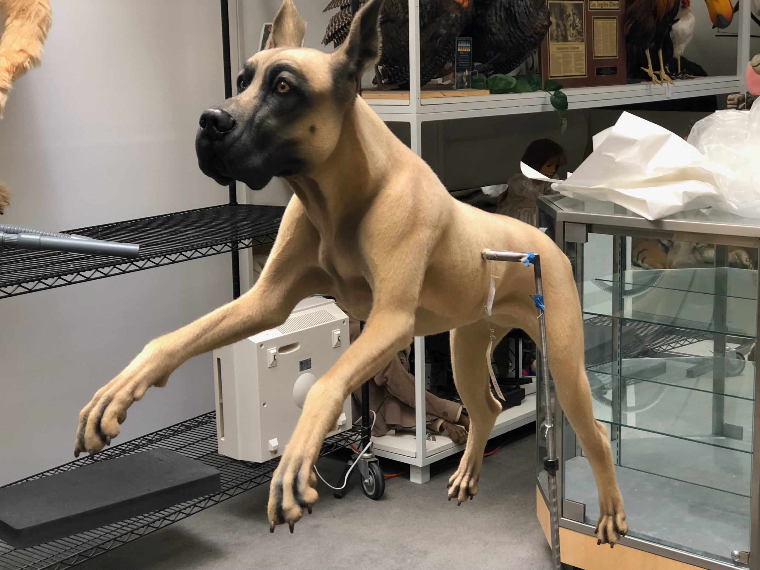 Great-Dane-finished - 2.jpeg