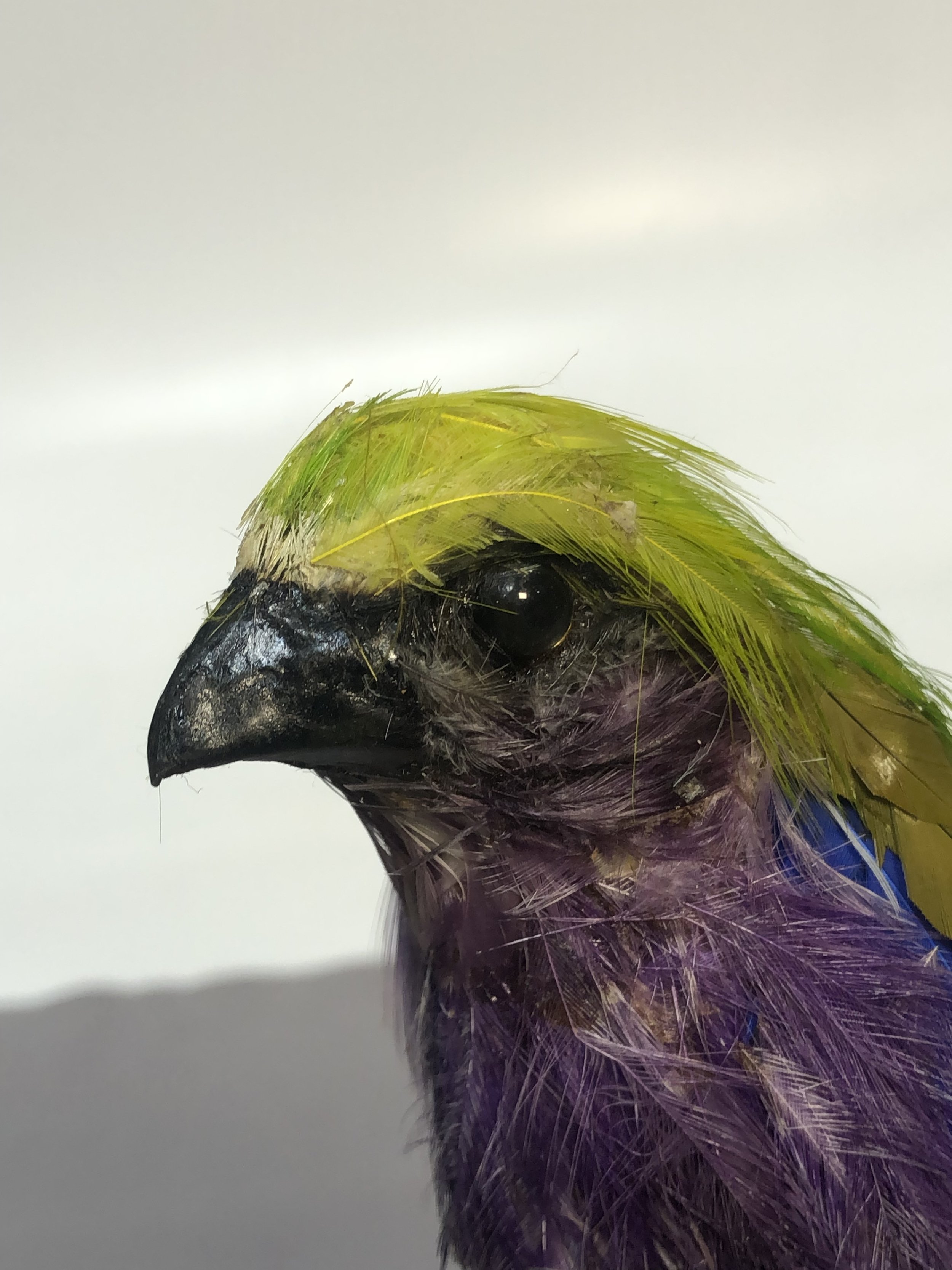IMG_2129.jpeg