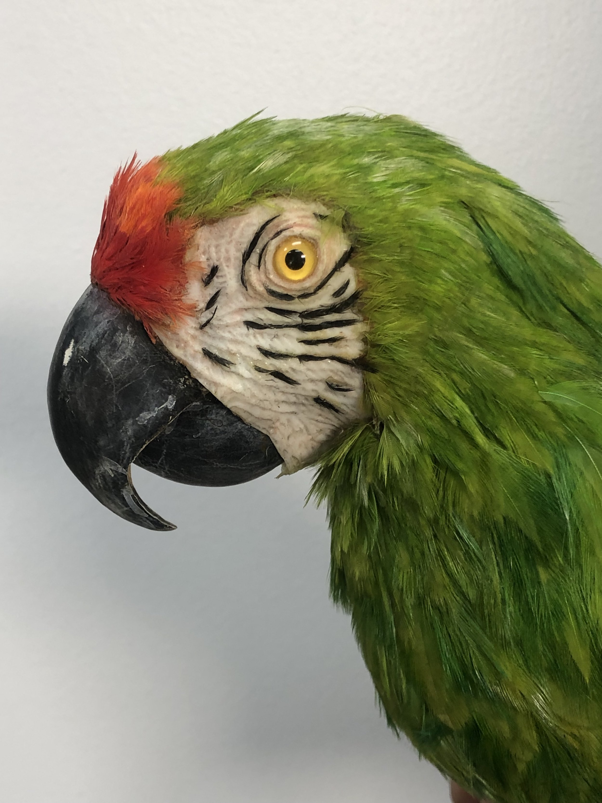 Life Sized Animatronic Macaw Replica
