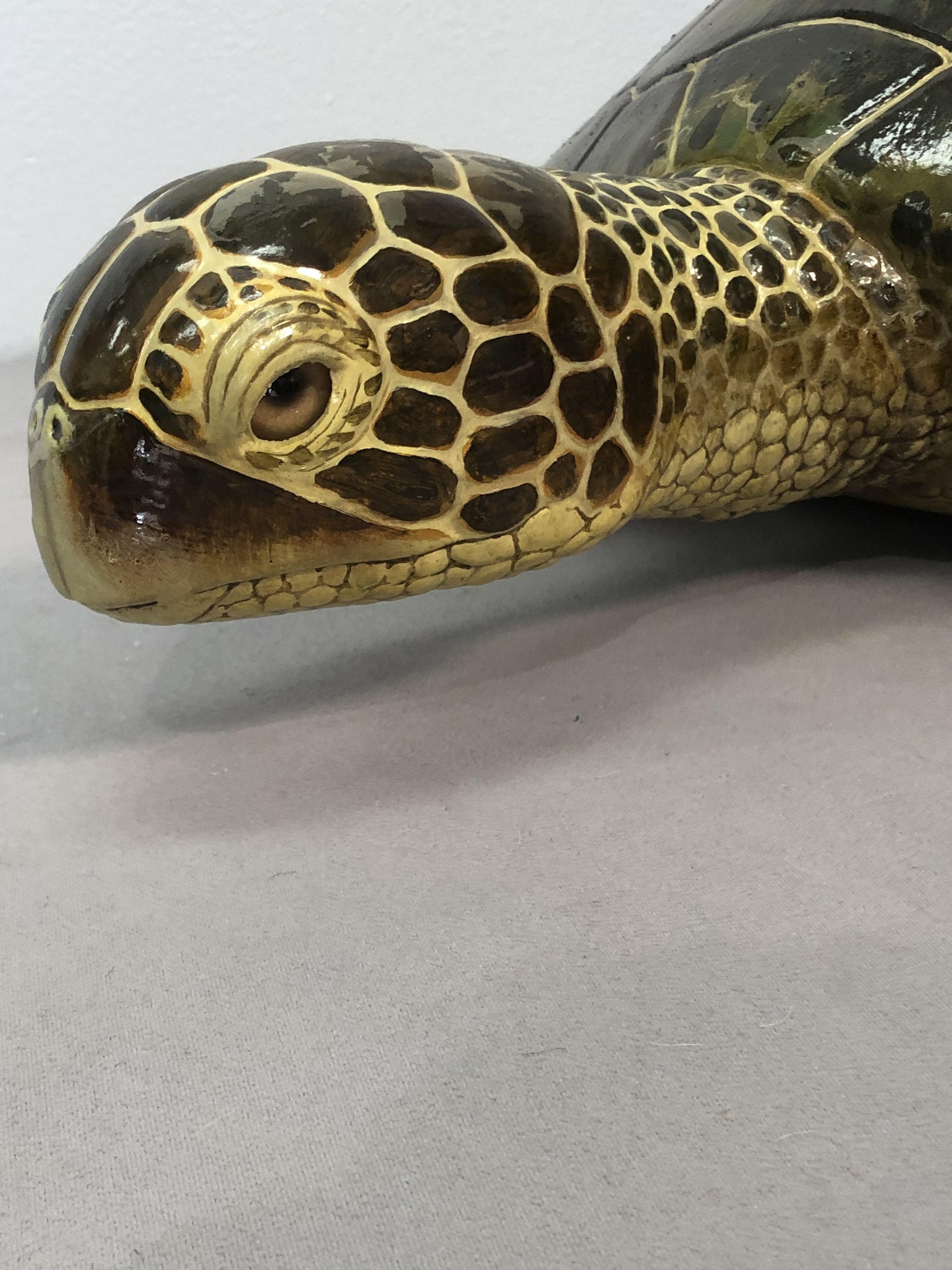 Adult Green Sea Turtle Replica