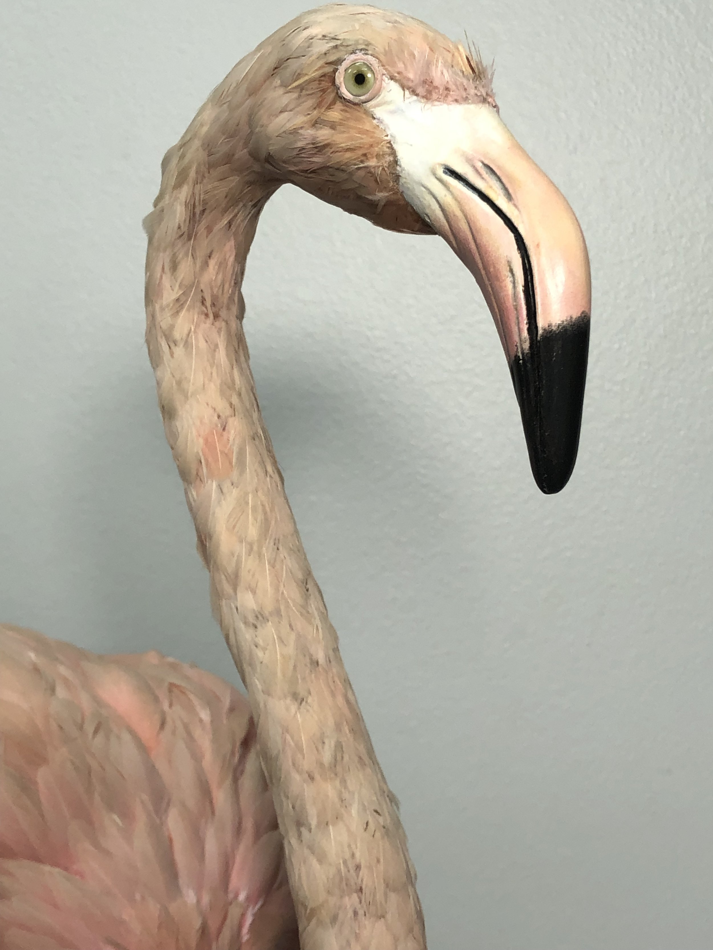 IMG_4210.jpeg