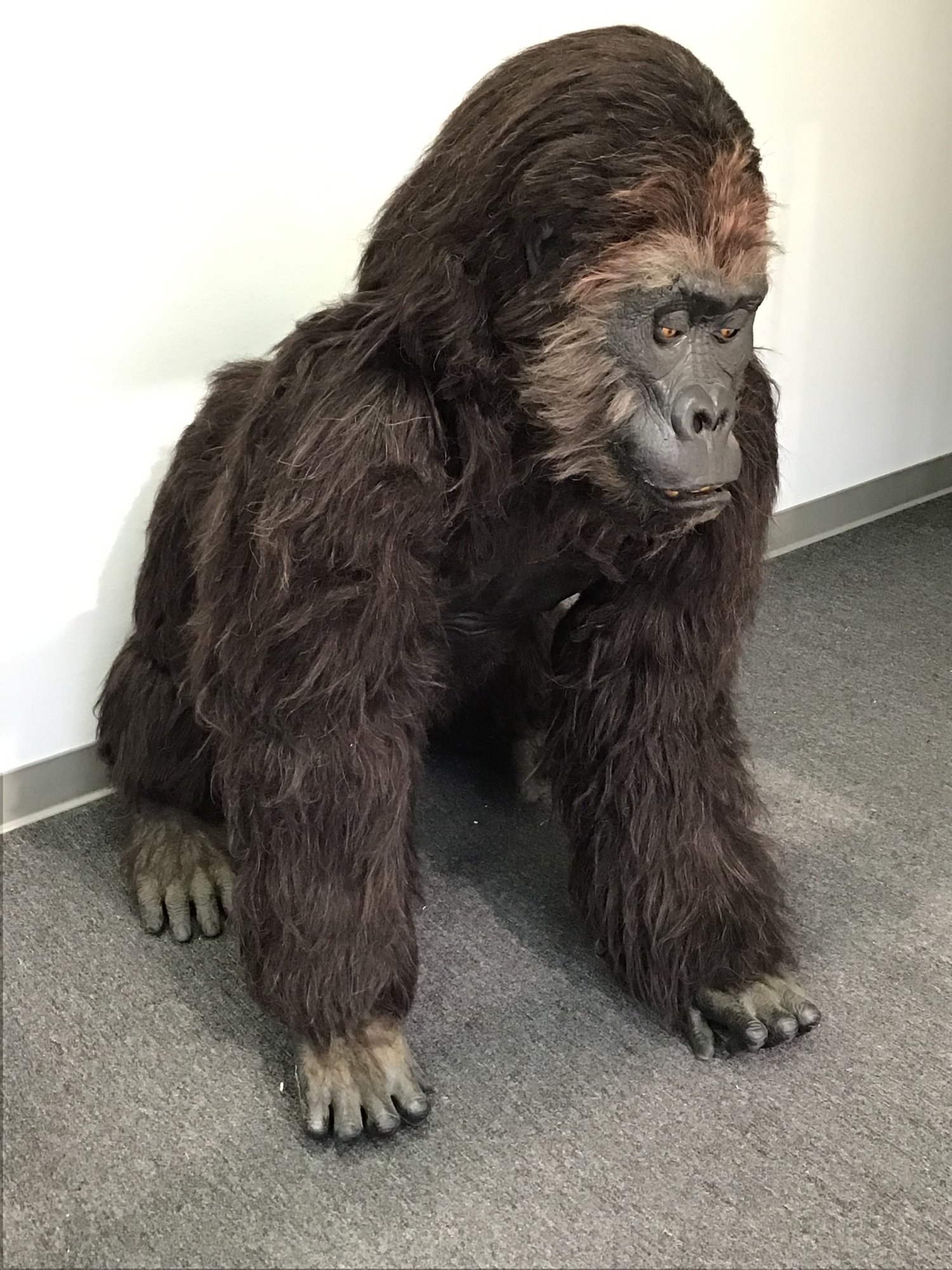 Gorilla costume 2024
