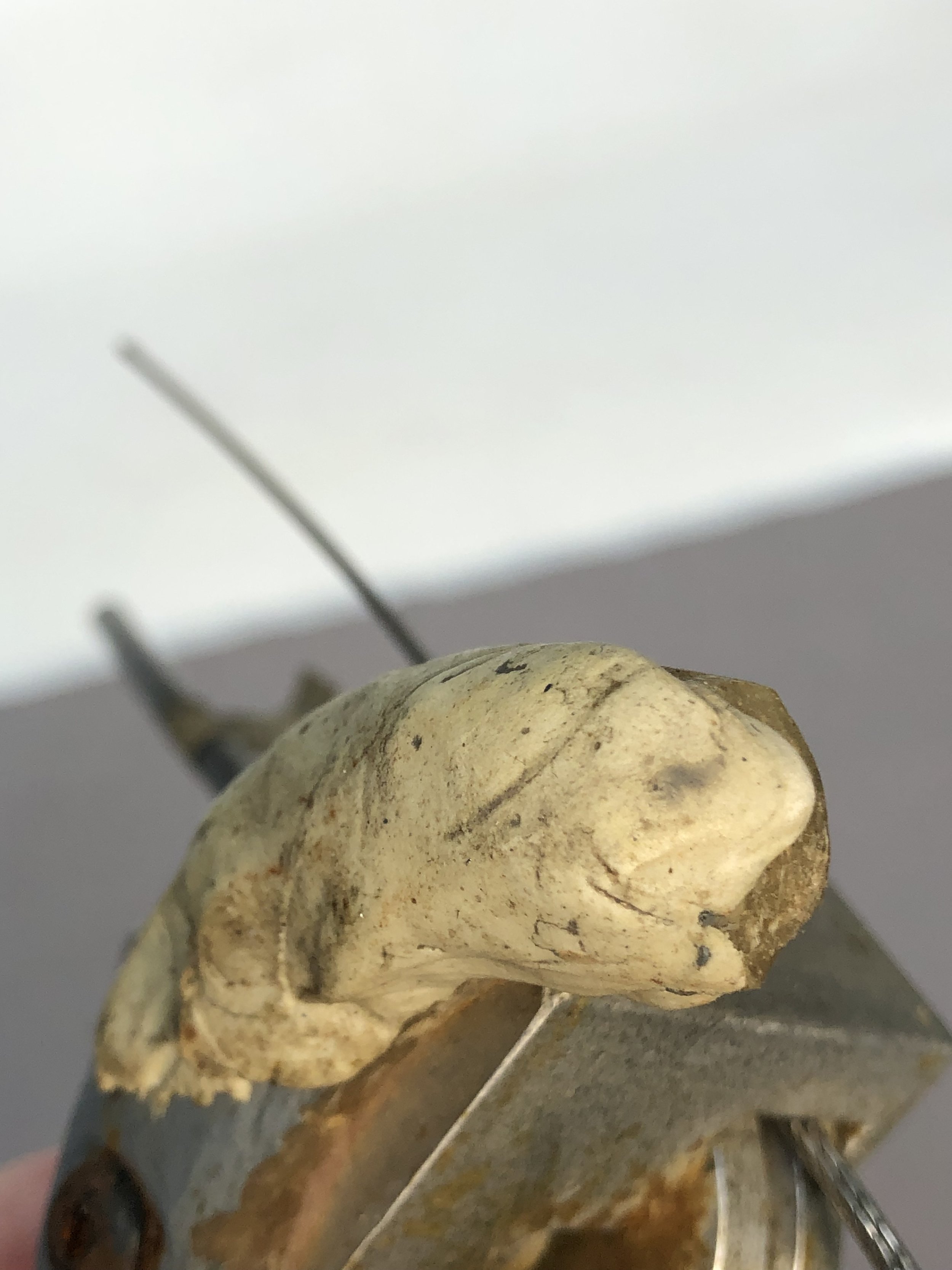 IMG_4693.jpeg
