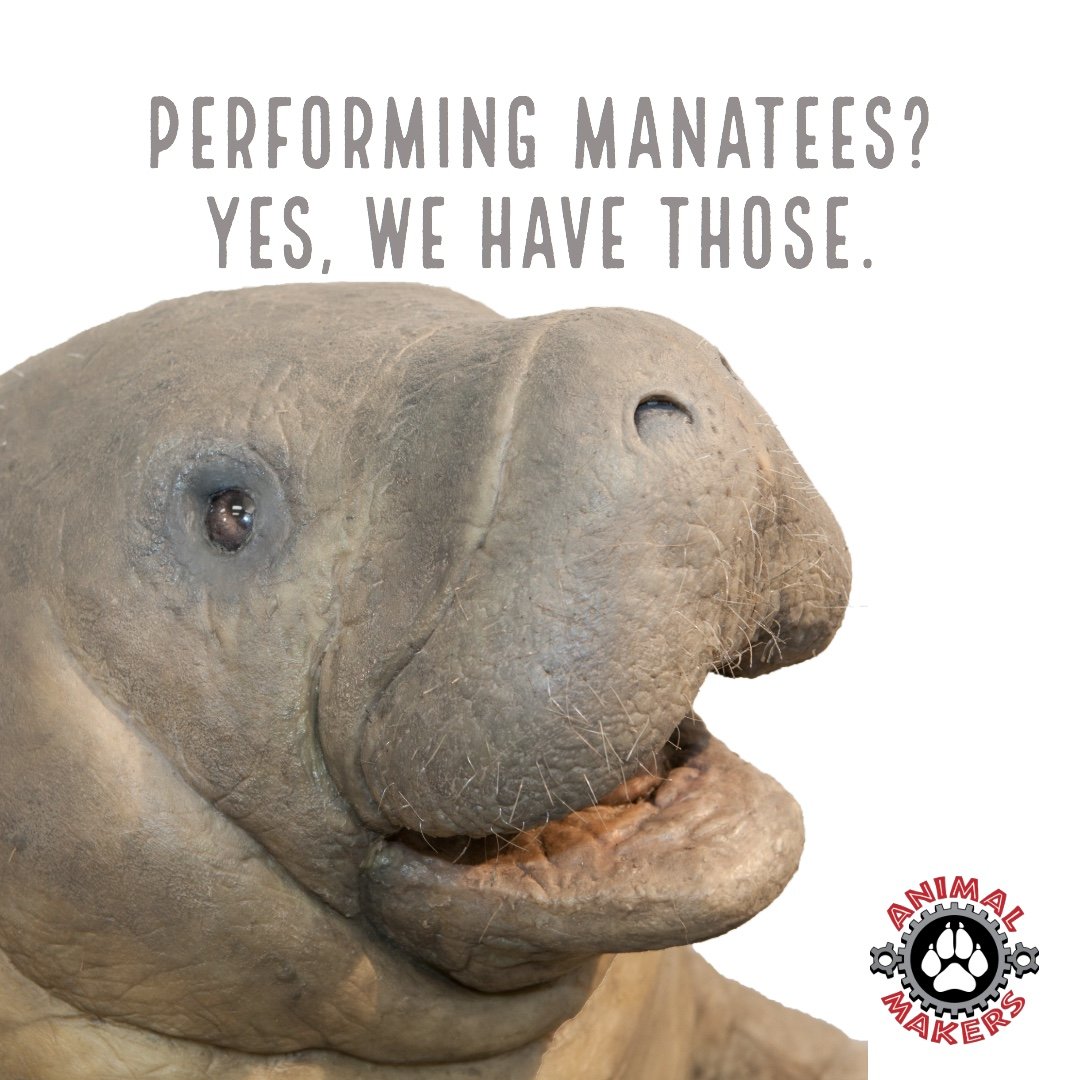 Performing-Manatee-Square (1).jpeg