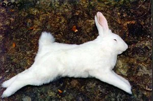 rabbit_2090-01.jpg