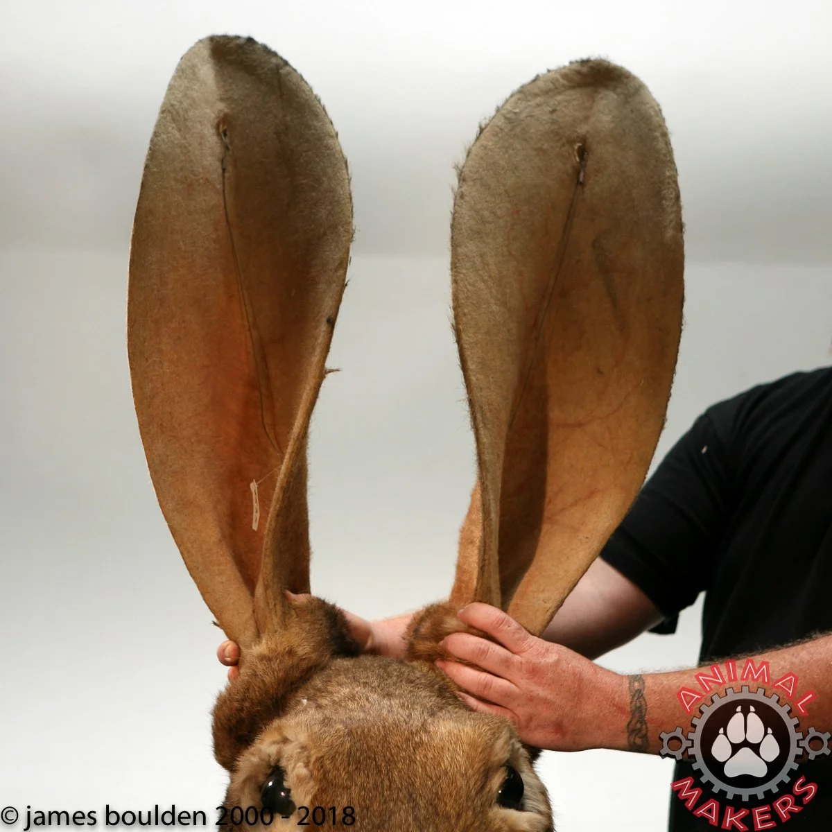 rabbit_mask_6300_1463_2__80513.jpg