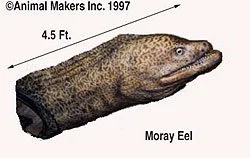 eel-6510-01.jpg