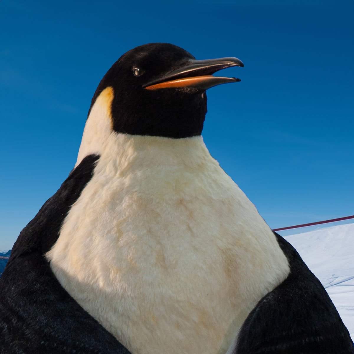 emperor-penguin-sky.jpg