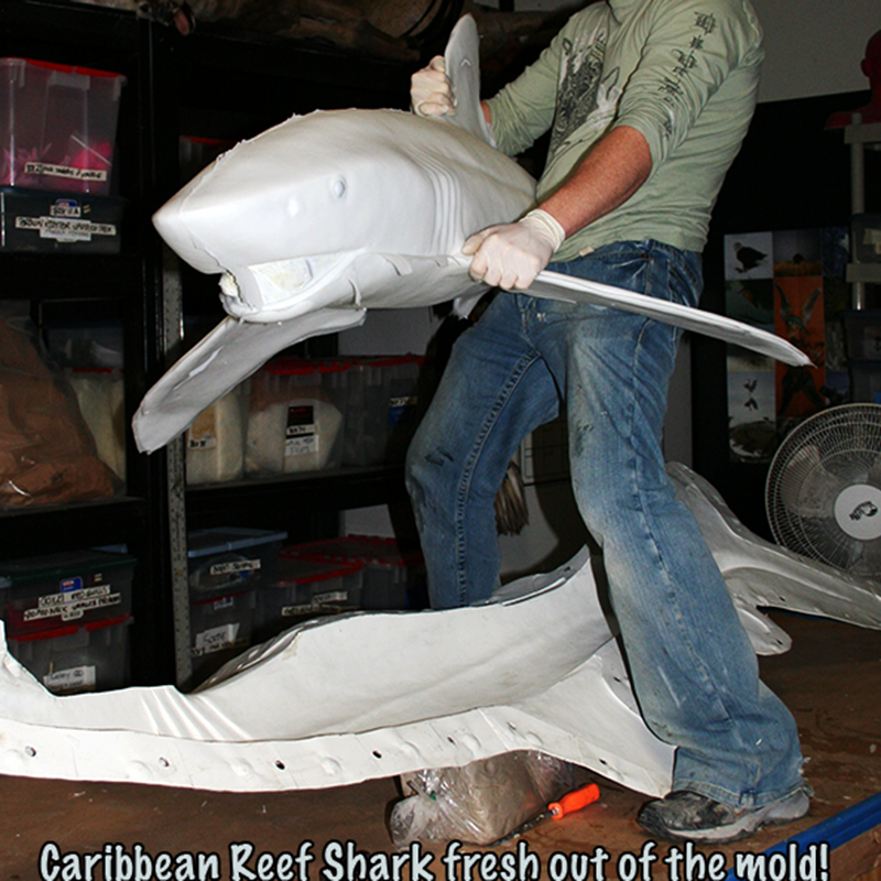 Caribbean Reef Shark Mold
