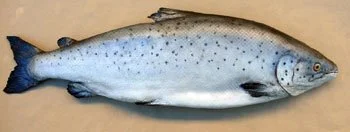 salmon-2130-01.jpg