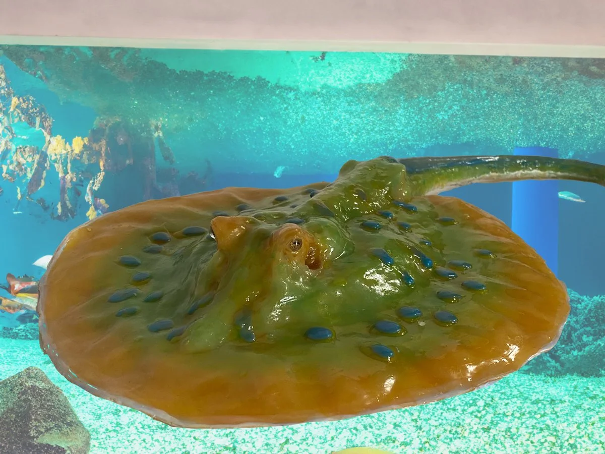 stingray-4x3.jpg