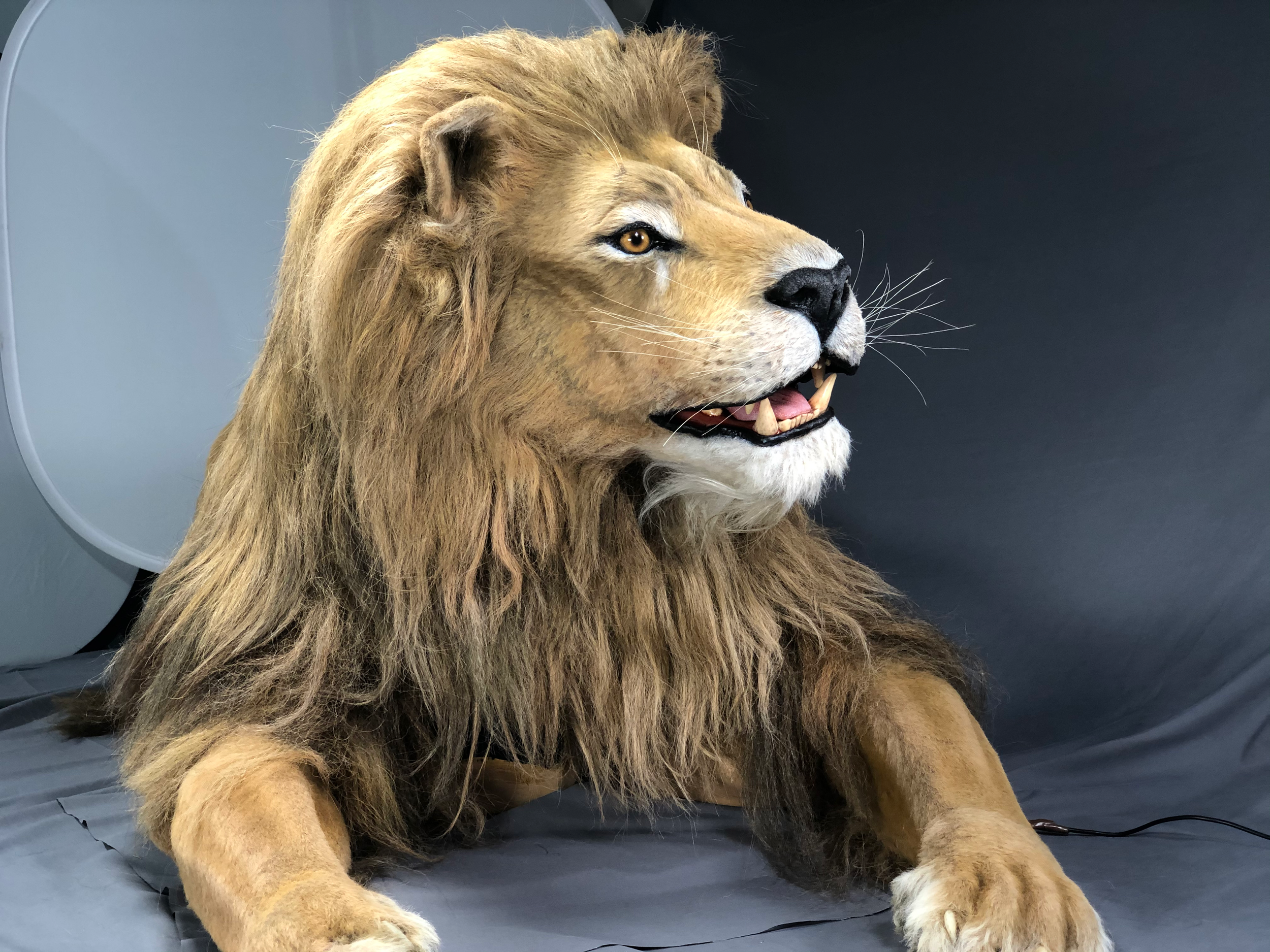Lion-1146-R - 6.png