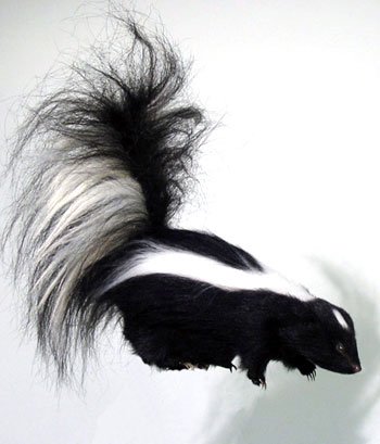 skunk-2251-01.jpg
