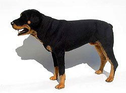 rottweiler-1058-01.jpg