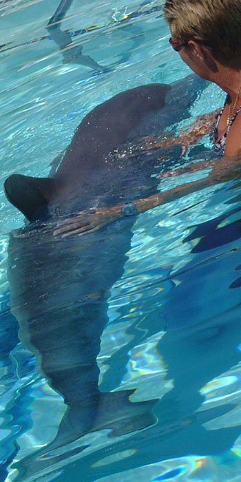 dolphin_3252a2.jpg