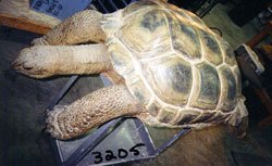 turtle-3205-01.jpg