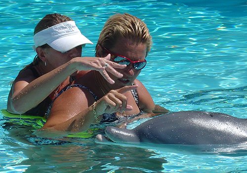 dolphin_training.jpg