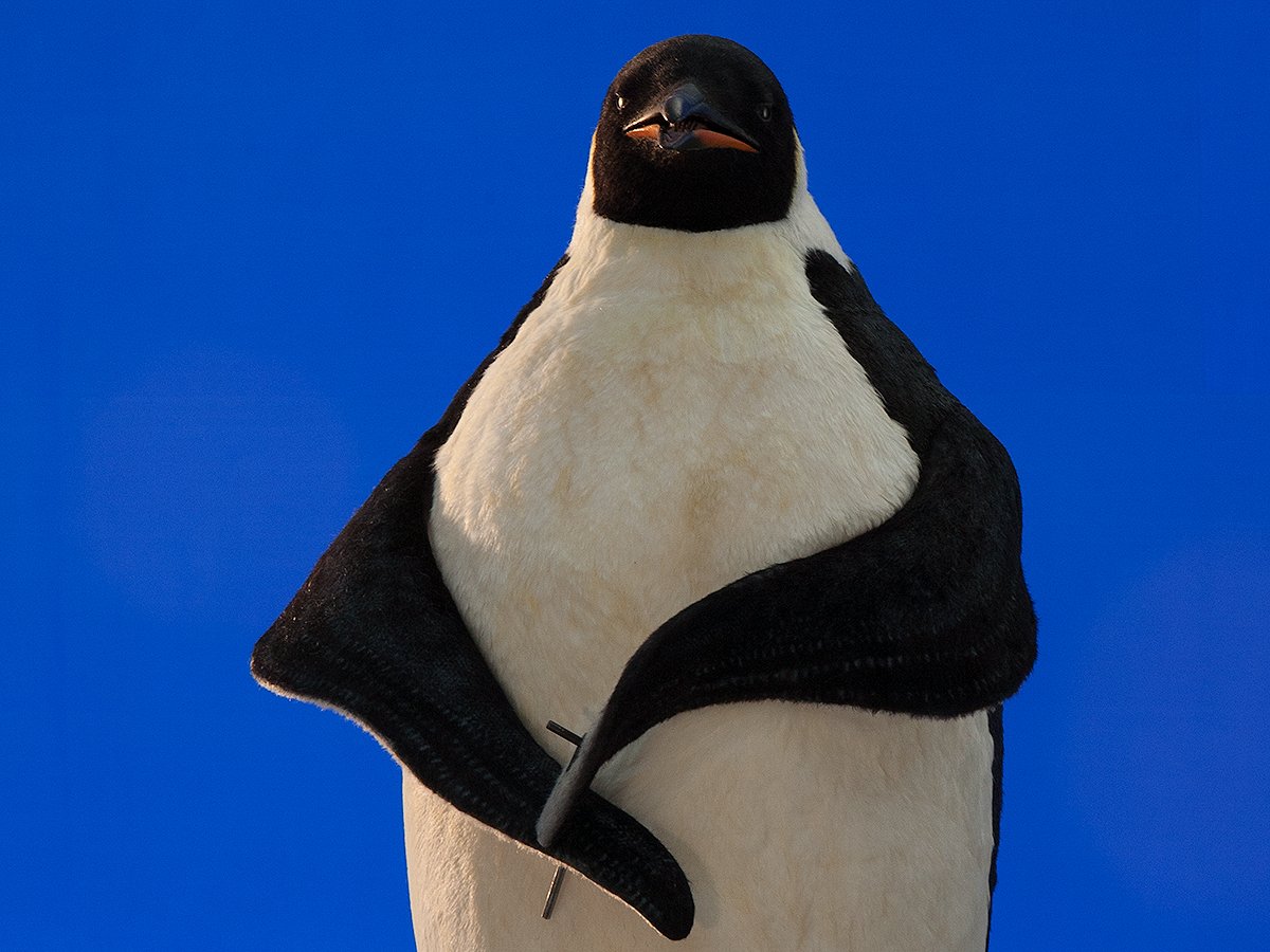 penguin-2059-1200c.jpg