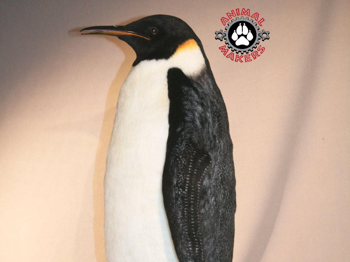penguin-2053-1200.jpg