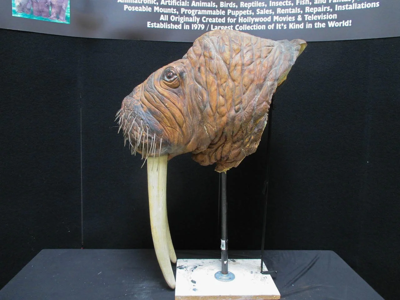 Walrus_Costume_Head_1_of_1__18038-2.jpg