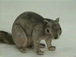 squirrel-2240-01.jpg