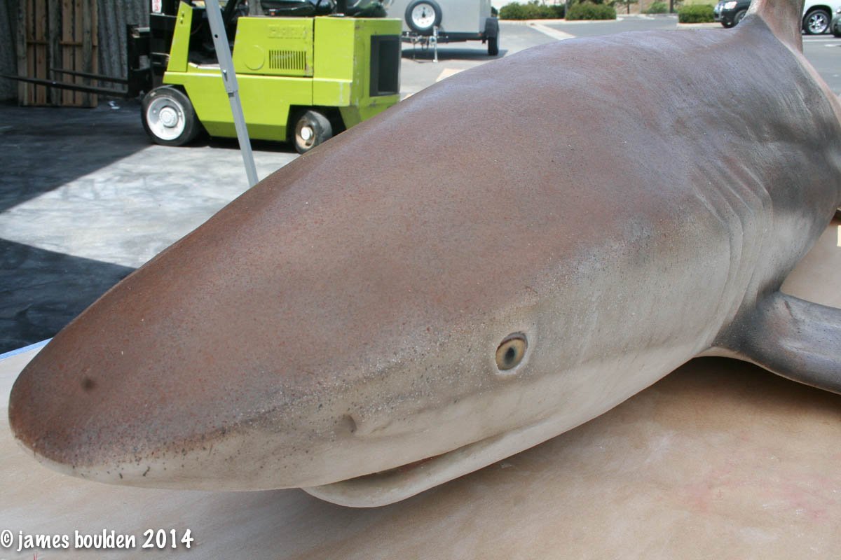 shark_3554_4672__58653.jpg