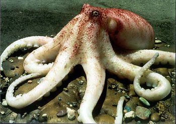 octopus-3545-01.jpg