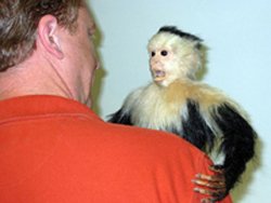 monkey-7026c-02.jpg