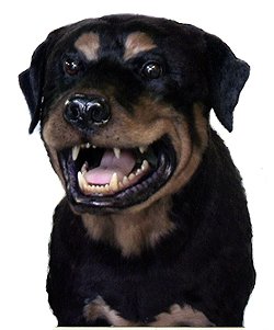 rottweiler-1640-01.jpg