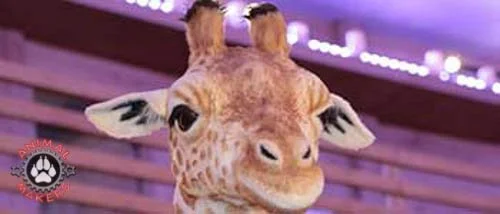LARGE SCALE ANIMATRONIC GIRAFFE DISPLAY FOR NOAHS ARK CHURCH DISPLAY FOR JOHN HAGEY MINISTRIES