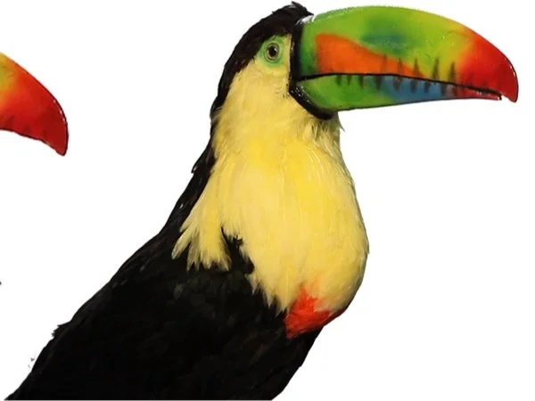 toucan_980_1.jpg
