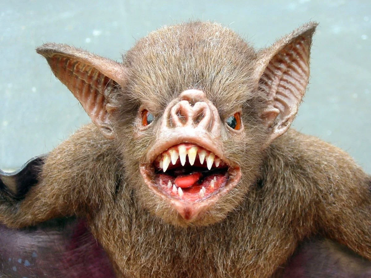 bats_5790_5036__45436.jpg