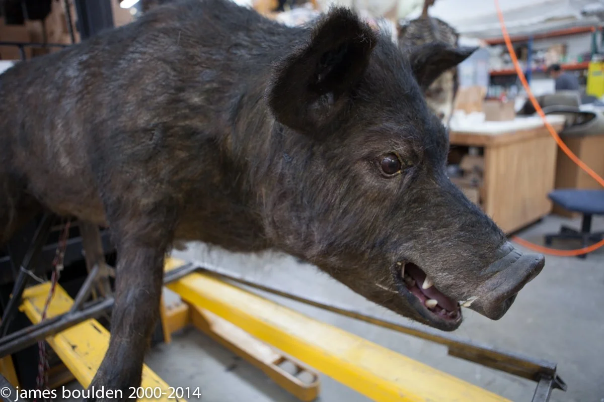 pig_boar_5530_1_0342__17742.jpg
