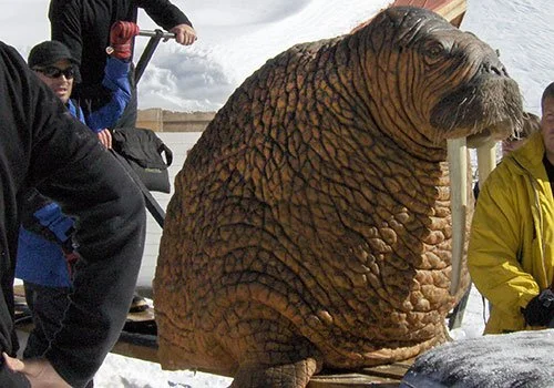 walrus_500X350.jpg