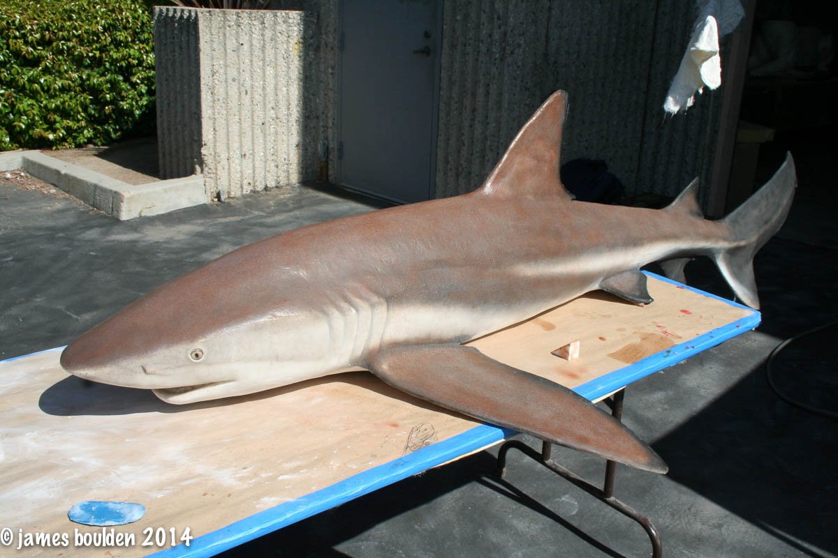 shark_3554_4682__84387.jpg