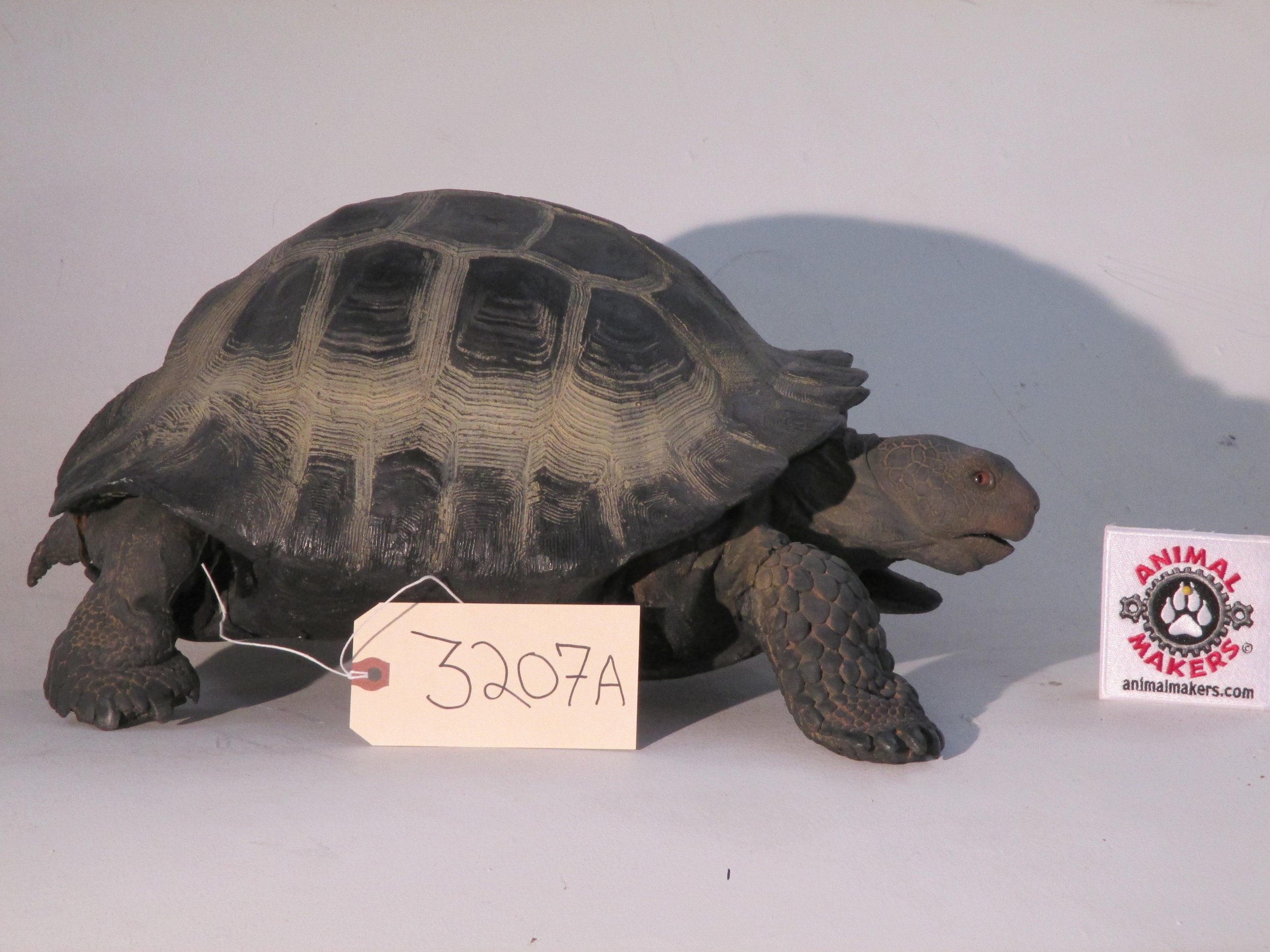 3207a turtle side.JPG