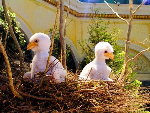 LARGE SCALE ANIMATRONIC EAGLETTE DISPLAY FOR MGM RESORTS - BELLAGIO LAS VEGAS